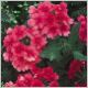 Verbena-Superba-'Coral Red'-PW